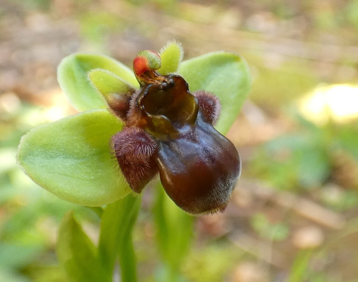 Bumble Bee Orchid