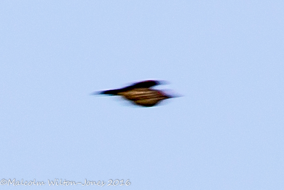 Banded Woodpecker