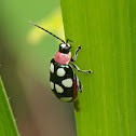 Eight-spotted Flea Beetle