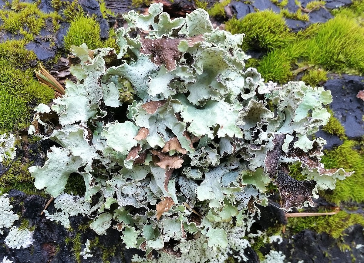 Ragged Lichen