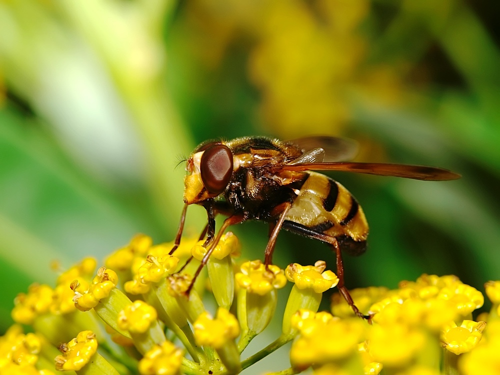 Sírfido (Hoverfly)