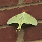 Luna Moth