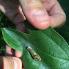 Spicebush Swallowtail