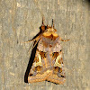 Enigmatic Dart Moth