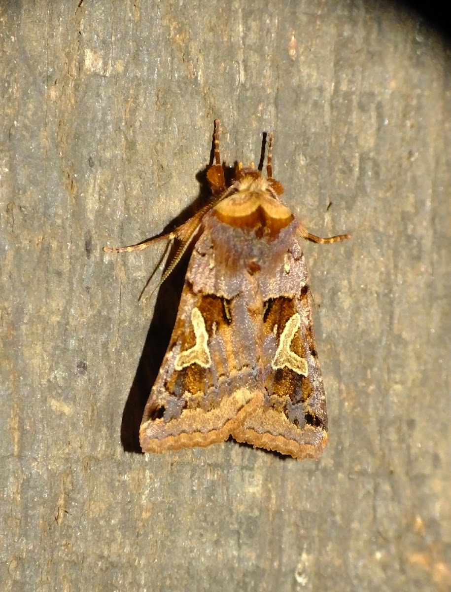 Enigmatic Dart Moth