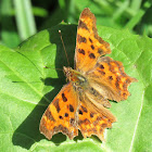 Comma butterfly