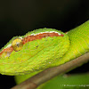 Male Wagler's Pit Viper