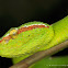 Male Wagler's Pit Viper