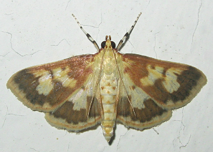 Polygrammodes Langdonalis