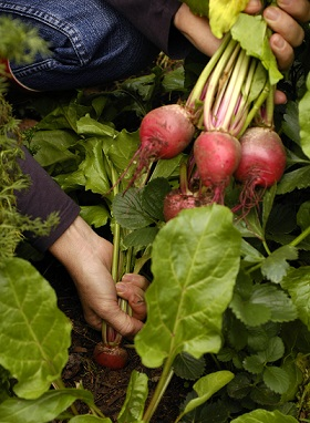 Harvesting beetroot.