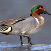 Green - winged Teal