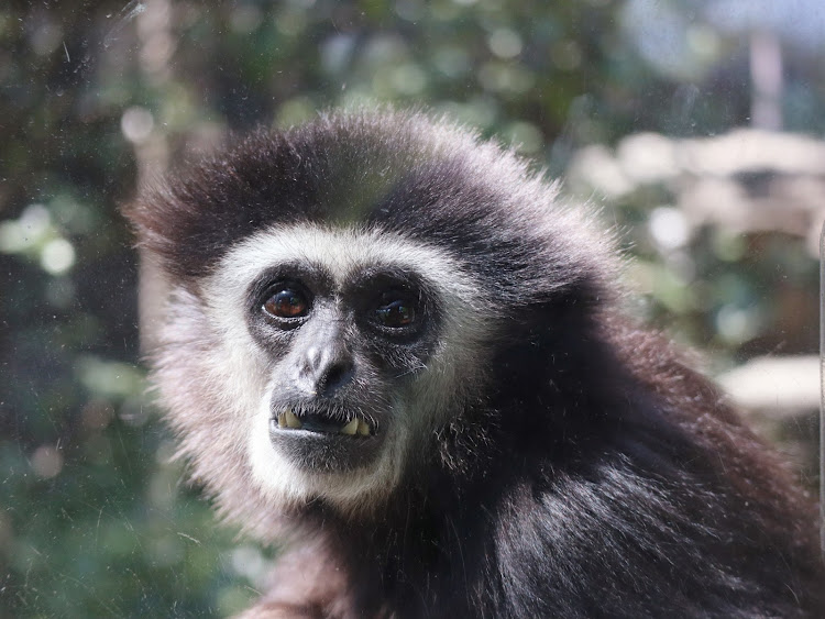エリっちさんが投稿した多摩動物公園・5月もよろしくお願いします・東京行ってきました・動物園・#ドライブに関するカスタム事例の投稿画像4枚目