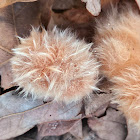 Fuzzy Oak Gall