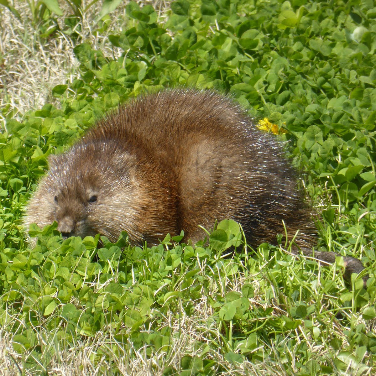 Muskrat