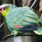 Ecuador Amazon Parrot