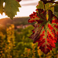 Settembre: luci e colori in vigna di 