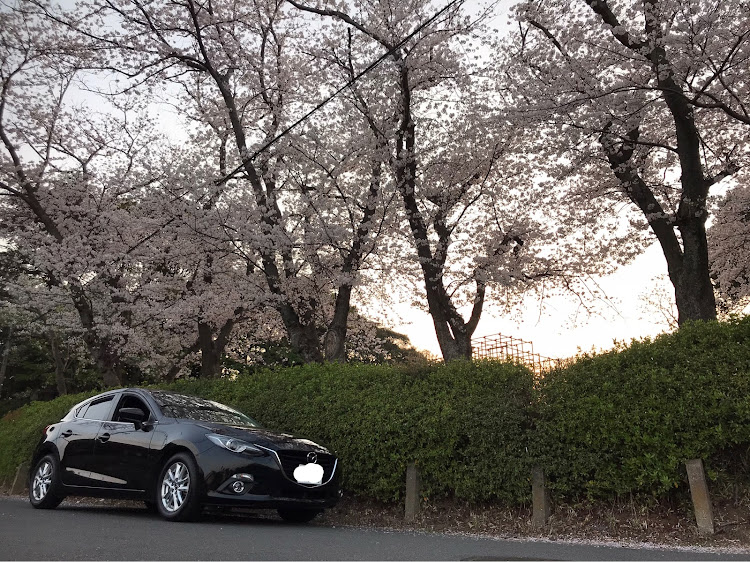 アクセラスポーツの桜と愛車・仕事の帰りに関するカスタム事例の投稿画像2枚目