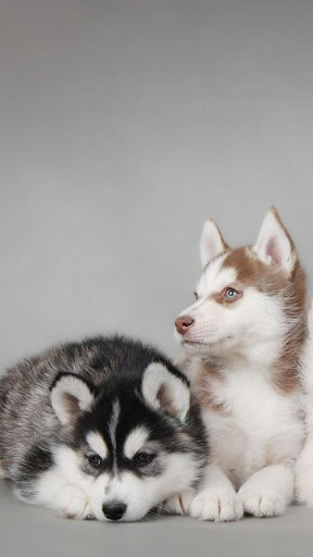 Husky Puppy Wallpapers HD  4k Backgrounds
