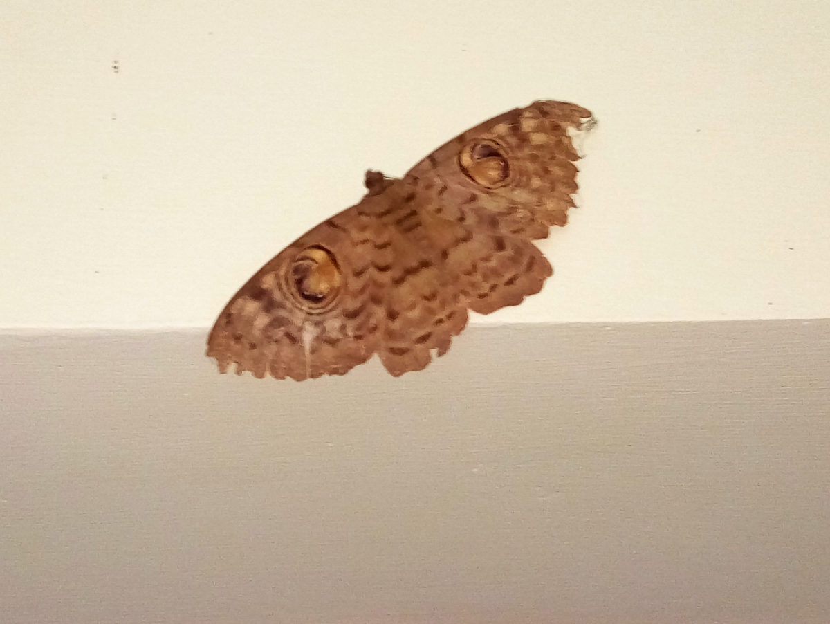 Great Owl Moth