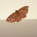 Great Owl Moth