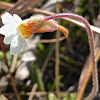 Small Butterwort