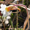 Small Butterwort