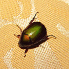 Anomala Scarab Beetle