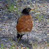 American Robin