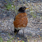 American Robin