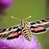 White lined Sphinx