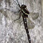 Bush Giant Dragonfly