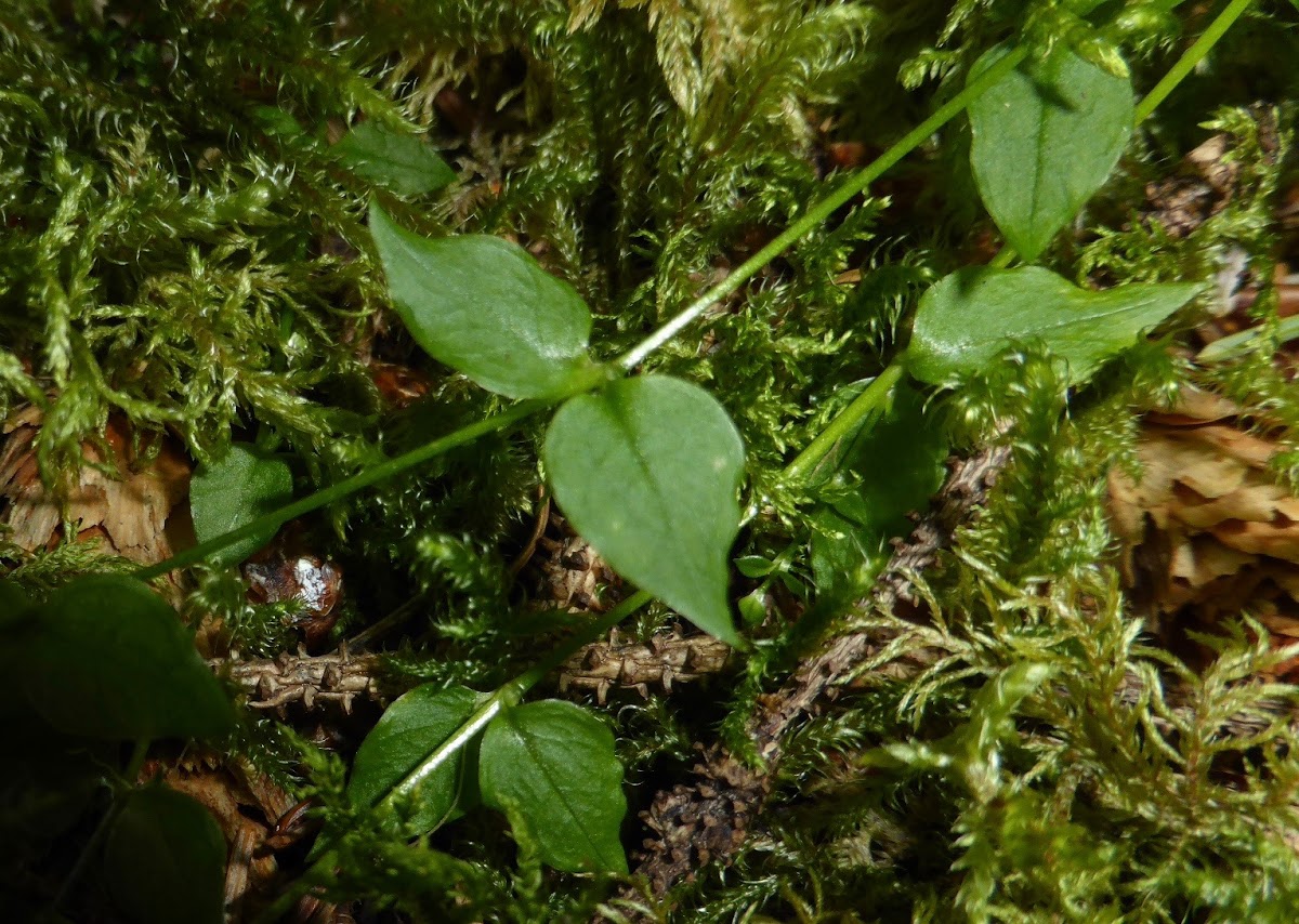 Chickweed