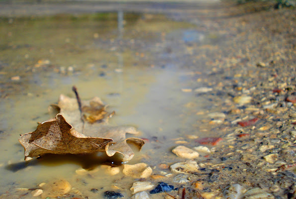 come d'autunno... di Morrilwen