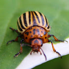 Colorado potato beetle