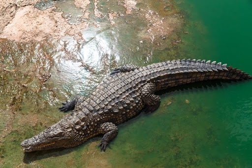 Crocodiles forced police to abandon their initial attempt to destroy the wooden bridge used by smugglers. File photo.