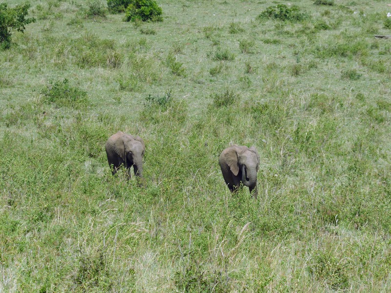 ULTIMO SAFARI EN MASAI MARA. IDILIO ENTRE LEONES. EL RINO SE DEJA VER - Un poquito de Kenia: Lagos Naivasha y Nakuru, Samburu y Masai Mara (25)