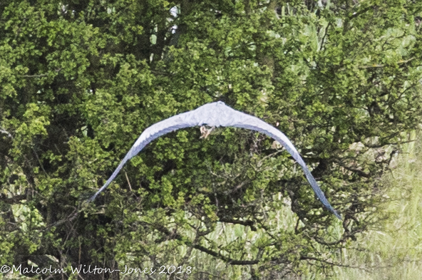 Grey Heron