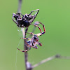 Orbweaver