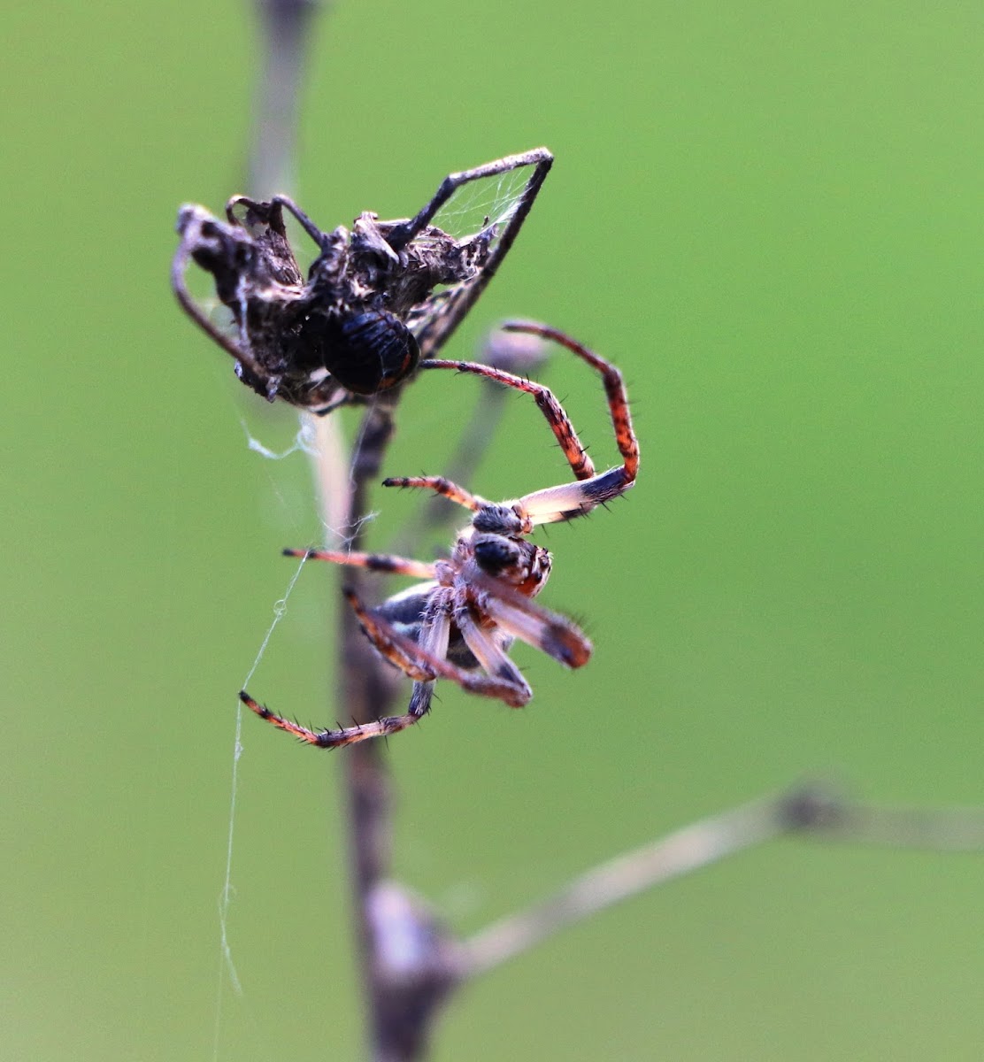 Orbweaver