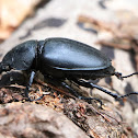 Stag beetle