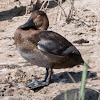 Pochard; Porrón Común