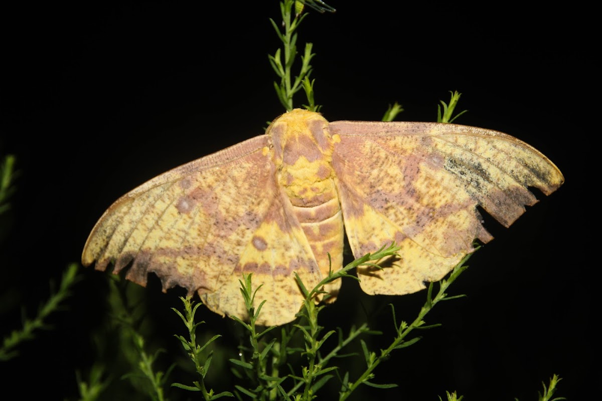 Imperial Moth - 7704