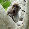 Long-Tailed Macaque