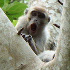 Long-Tailed Macaque