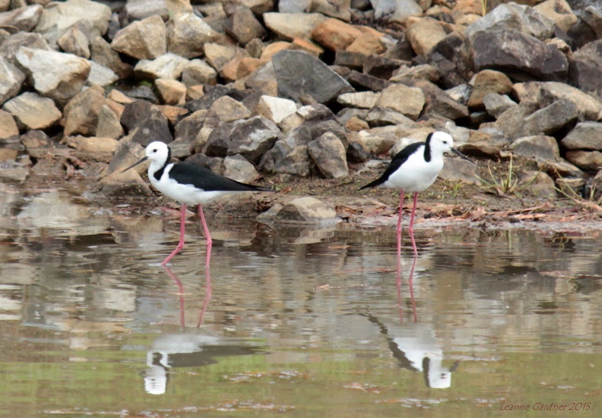 Black-winged Stilt