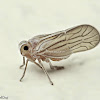 Meenoplid Planthopper