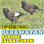 Cover Image of Download Tips & Trik Perawatan Burung JALAK SUREN 1.2 APK