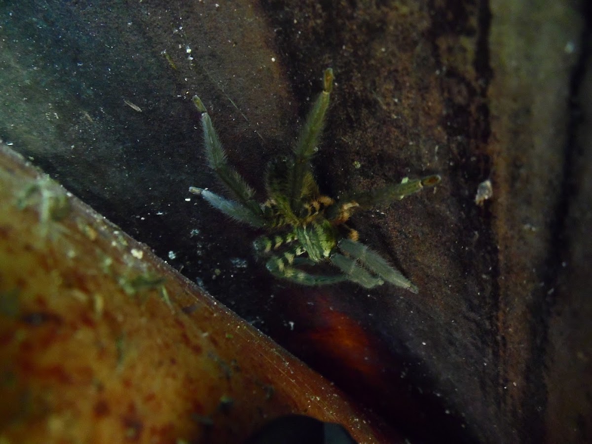 Araña Vagabunda Atigrada