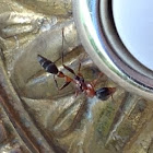 Carpenter Ant