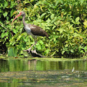 Ibis